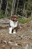 BERGER AUSTRALIEN PUPPIES 025